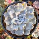 Echeveria 'Crispate Beauty' 3"-4" Succulent Plant