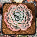 Echeveria 'Lonely Heart' 3" Succulent Plant