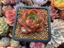 Echeveria 'Hailey' 2" Succulent Plant