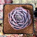 Echeveria 'Pinky' 2" Succulent Plant