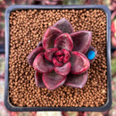 Echeveria Agavoides 'Pine Rose' 1" Succulent Plant
