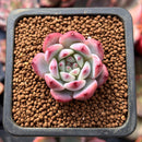 Echeveria 'Gold Peach' 1" Succulent Plant