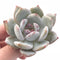 Echeveria Trumso 2”-3” Rare Succulent Plant