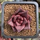 Echeveria Agavoides 'Red Ebony' 1" Succulent Plant