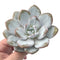 Echeveria 'Laui' 3"-4" PowderySucculent Plant