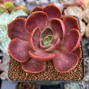 Echeveria 'Red Tan' 2"-3" Succulent Plant