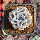 Echeveria 'Crispate Beauty' 2" Succulent Plant