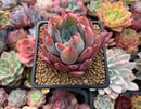 Echeveria 'Colorata Brandtii' 3" Succulent Plant