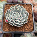 Echeveria 'Whicol' 2" Air Magic Hybrid Succulent Plant