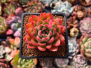 Echeveria Agavoides 'Happy' 2" Succulent Plant