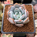 Echeveria 'Trumso' 1" Powdery Succulent Plant
