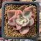 Echeveria 'Pink Harin' Variegated 2" Succulent Plant
