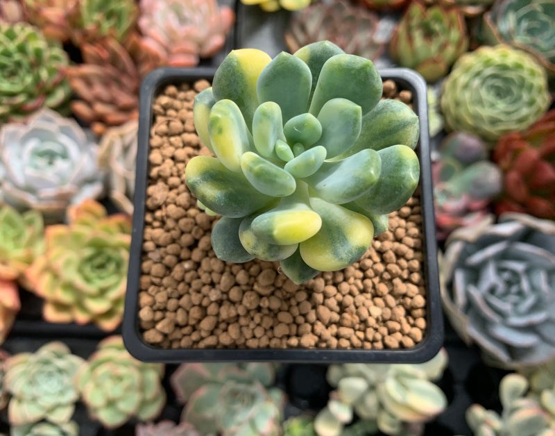 Pachyveria 'Walth' Variegated 2" Rare Succulent Plant  True Succulents  Plant Co.