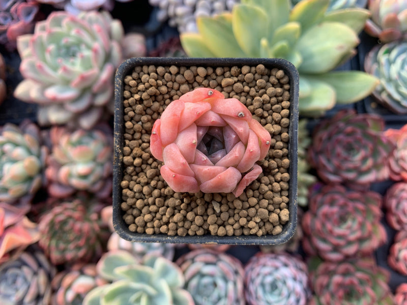 small pink succulents Echeveria 'Pink Ping Pong' 1" New Hybrid Small Succulent Plant – True Succulents Plant Co