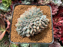 Echeveria 'Hosikage' Crested 2"-3" Succulent Plant