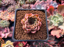 Echeveria sp. 1" Succulent Plant