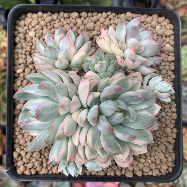 Echeveria 'Mebina' Variegated 4" Large Cluster Succulent Plant