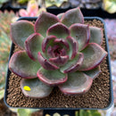 Echeveria 'Sujeong' 3" Seed Grown Succulent Plant