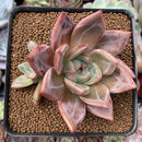 Echeveria 'Baekya' 2" Cluster Succulent Plant