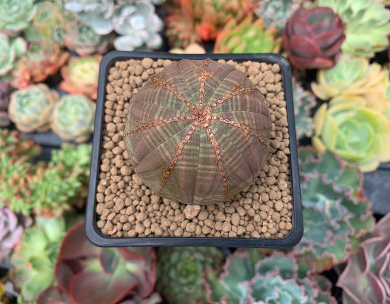 obesa succulent Euphorbia 'Obesa' 2" Succulent Plant – True Succulents Plant Co