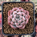 Echeveria 'Hanekansu' New Hybrid 1" Succulent Plant