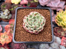 Echeveria 'Herbion' 1" Succulent Plant