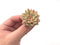 Echeveria 'Mebina' Variegated 1" Small Rare Succulent Plant