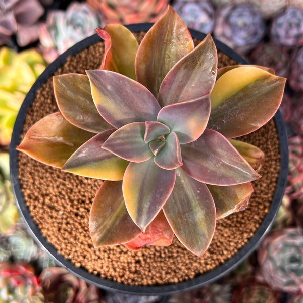 Graptoveria 'Fred Ives' Variegated 3" Succulent Plant