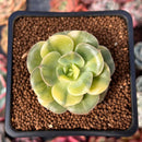 Echeveria 'Nicksana' Variegated 2" Succulent Plant