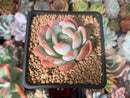 Echeveria 'Star Mark' 2" Succulent Plant
