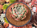 Echeveria 'White Champaign' 4" Succulent Plant