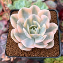 Echeveria Runyonii Variegated (Aka Echeveria 'Akaihosi' Variegated) 2" Succulent Plant
