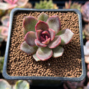 Echeveria 'Volare' 1"-2" Succulent Plant