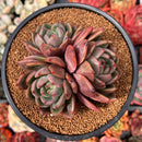 Echeveria 'Baekya' Cluster 4" Succulent Plant