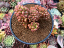 Sedum 'Lucidum Obesum' Crested 4" Succulent Plant
