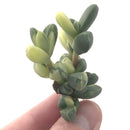 Corpuscalaria 'Lehmanii' Variegated 2" Rare Succulent Plant