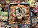 Echeveria 'Star Mark' 2" Succulent Plant