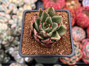 Echeveria Agavoides 'Helio' 2" Succulent Plant