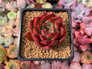 Echeveria Agavoides sp. 3" Succulent Plant