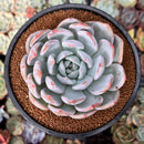 Echeveria 'Laui' x 'Lindsayna' 4" Powdery Succulent Plant