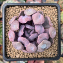 Echeveria 'Cupid' 2" Succulent Plant