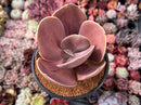 Echeveria 'Brunch Wine' (브런치와인) (Not E. 'Blush Wine') 4"-5" Large Paddle-Shaped Leaves Succulent Plant