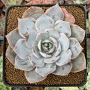 Echeveria 'Pinglu' 2"-3" Succulent Plant
