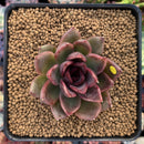 Echeveria Agavoides 'Black Queen' 2"-3" Succulent Plant