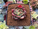 Echeveria Agavoides 'Shallot' 2" Succulent Plant