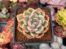 Echeveria 'Sharman' 2" Succulent Plant