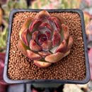 Echeveria 'Violet Cheese' 2" Succulent Plant