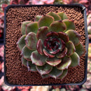 Echeveria Agavoides 'Eclipse' 3" Succulent Plant