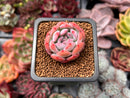 Echeveria 'Starmark' 1" Succulent Plant