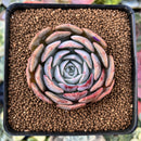 Echeveria 'Softball' 2"-3" New Hybrid Succulent Plant